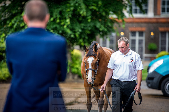 Goffs London Sale 2016-227