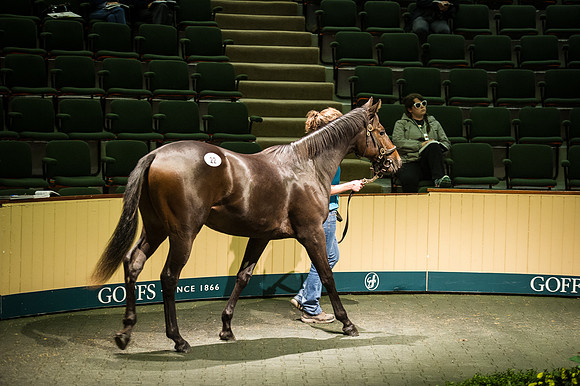 Goffs Orby 2015 -236