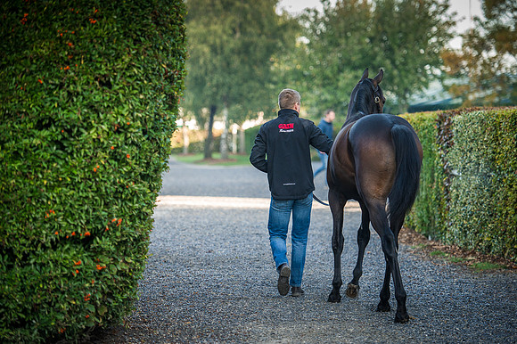 Goffs Orby 2015 -143