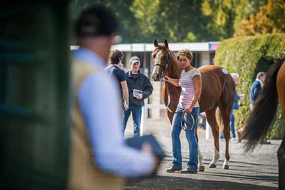 Goffs Orby 2015 -597