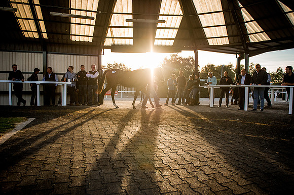 Goffs Orby 2015 -442