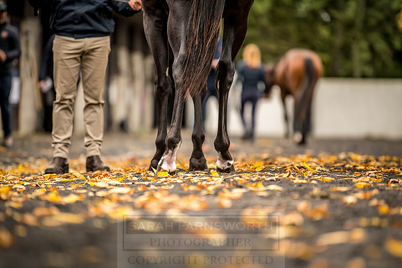 Goffs Orby 2018 Day 1-121