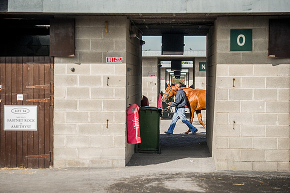 Goffs Orby 2015 -284