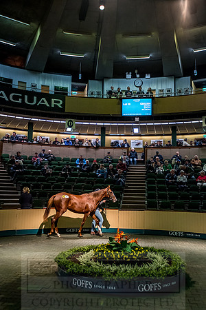 Goffs Orby 2018 Day 1-196