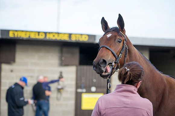 Goffs Orby14 CF1 659