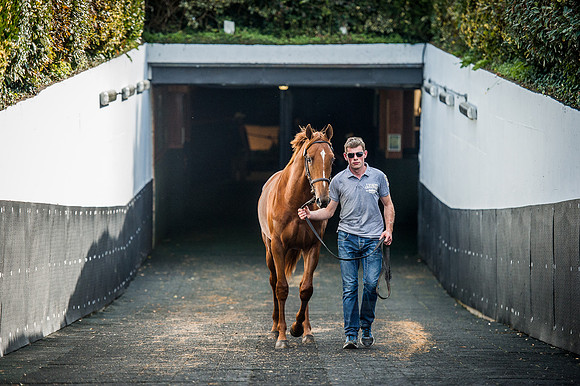 Goffs Orby 2015 -601