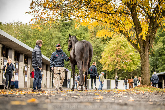 Goffs Orby 2018 Day 1-129