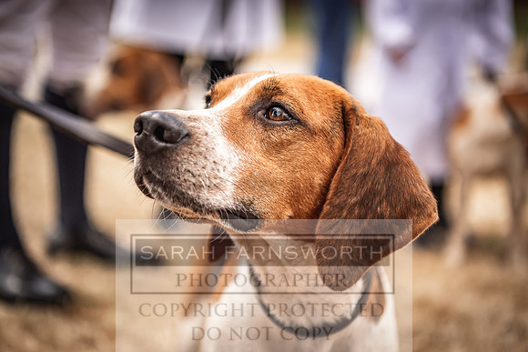 Honiton Hound Show 2022-41