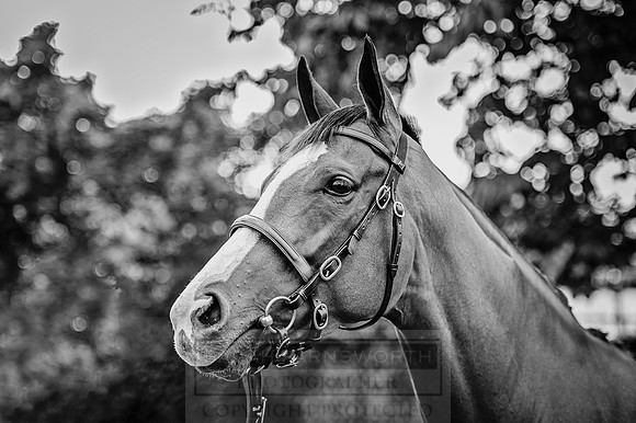 Goffs London Sale 2016-135