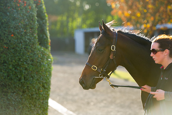Goffs Orby14 CF7 706