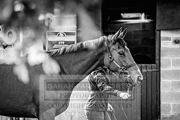 Goffs Land Rover Sale 2022-122