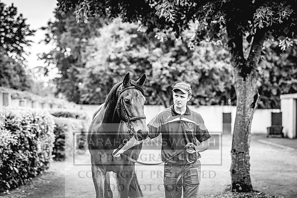 Goffs Land Rover Sale 2022-465
