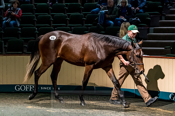 Goffs Orby 2018 Day 2-166