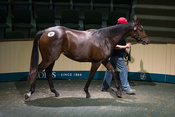 Goffs Orby14 CF5 666