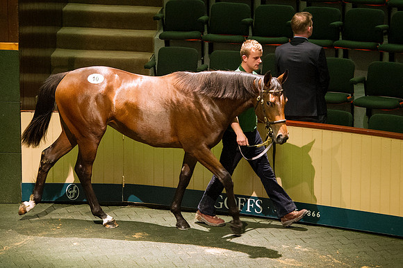 Goffs Orby14 CF2 047