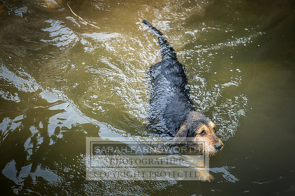 Desmond 060616-31