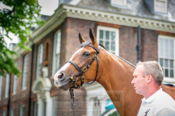 Goffs London Sale 2016-58