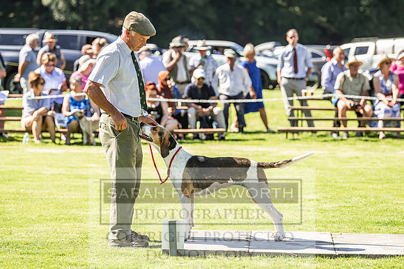 Rydal Hound Show 2022-17