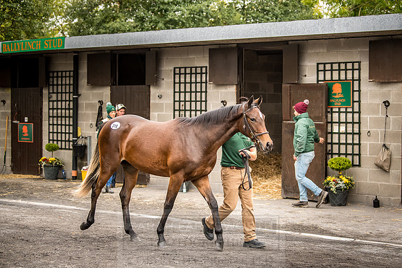 Goffs Orby 2018 Day 2-206