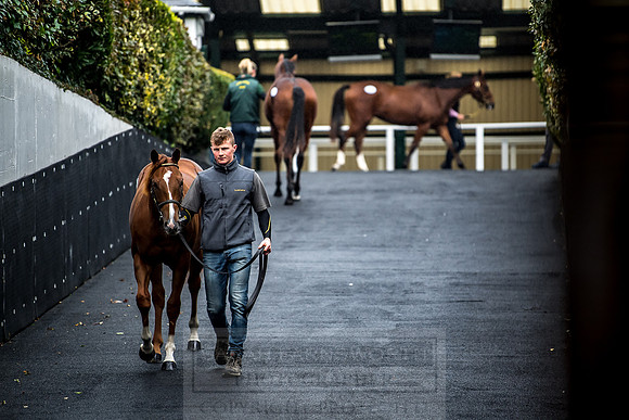 Goffs Orby 2018 Day 1-217