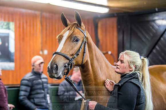 Goffs Orby 2018 Day 1-397