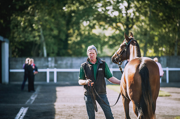 Goffs Orby 2015 -357