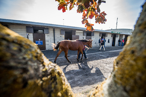 Goffs Orby 2015 -290