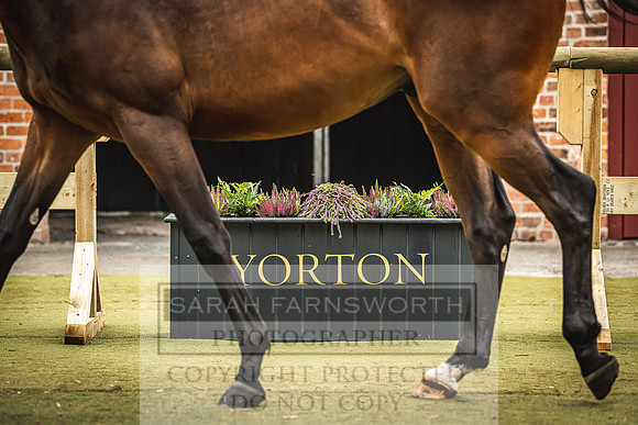 Goffs Yorton Sale 2022-138