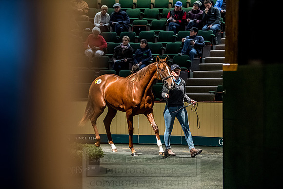 Goffs Orby 2018 Day 1-198