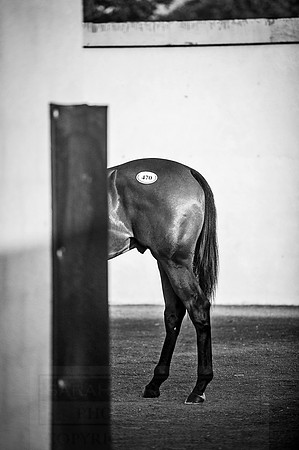 Goffs Orby 2015 -451 bw