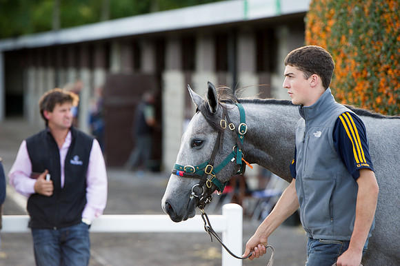 Goffs Orby14 CF7 818