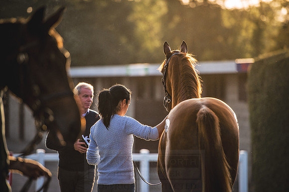 Goffs Orby 2015 -446
