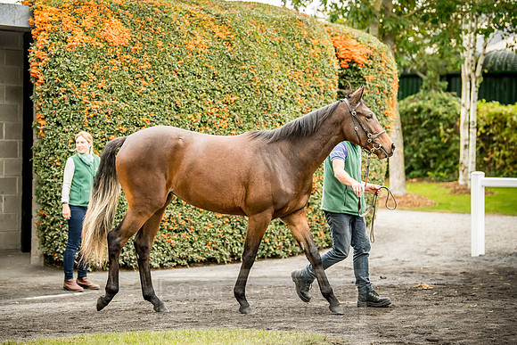 Goffs Orby 2018 Day 2-96