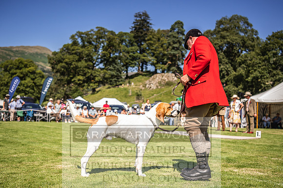 Rydal Hound Show 2022-89