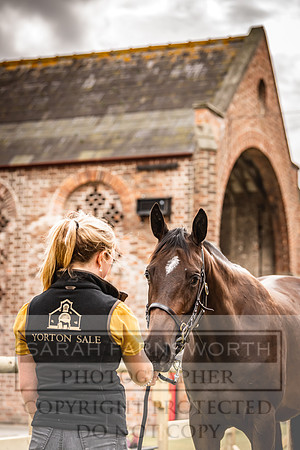 Goffs Yorton Sale 2022-206