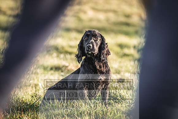Avonmeadow Stud Dogs-92