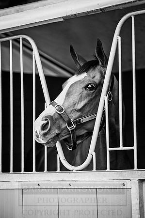 Goffs London Sale 2016-24