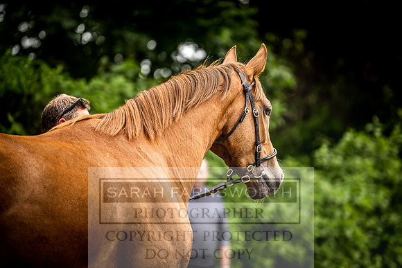 Goffs Land Rover Sale 2022-388
