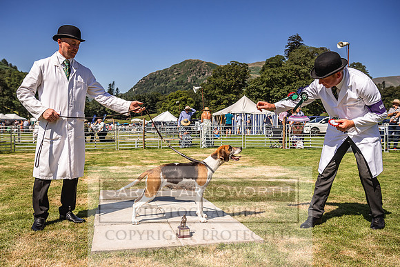 Rydal Hound Show 2022-97