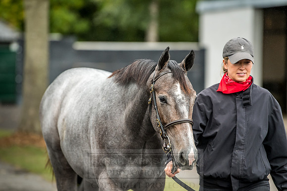 Goffs Orby 2018 Day 2-36
