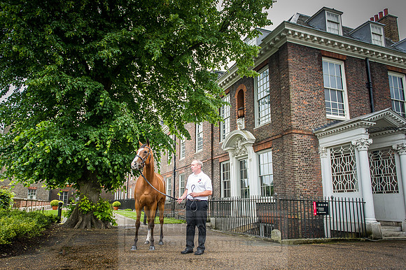 Goffs London Sale 2016-154