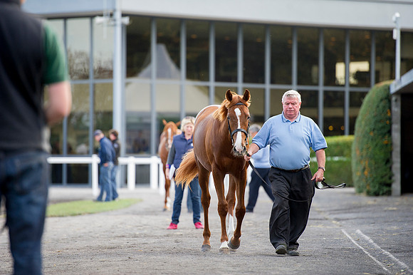 Goffs Orby14 CF1 634