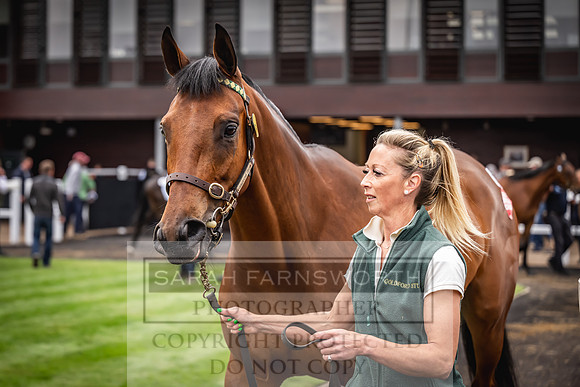Goffs UK Spring Sale 2024-124