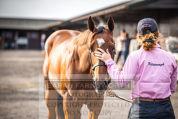 Goffs UK PY24-287