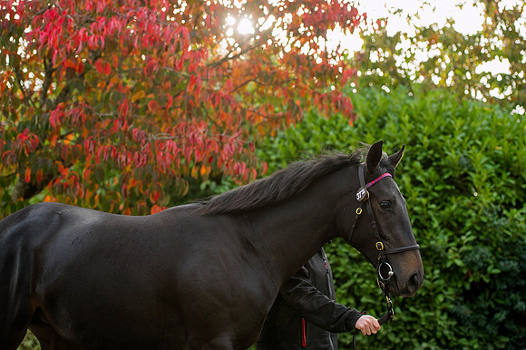 Goffs Orby14 CF1 459
