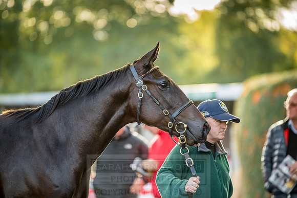 Goffs Orby 2018 Day 1-354