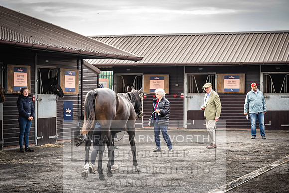 Goffs UK PY24-349