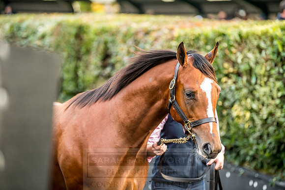 Goffs Orby 2018 Day 1-381