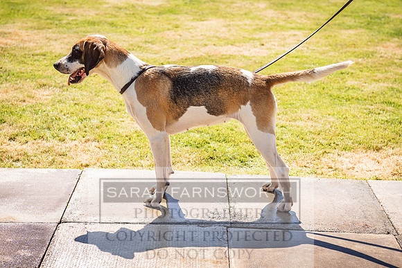 Rydal Hound Show 2022-144