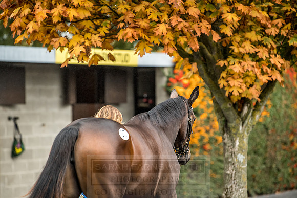 Goffs Orby 2018 Day 2-37